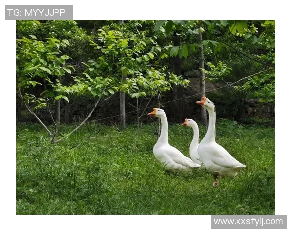 李伟独家分享乒乓球技巧与心得助你提升球技的秘密武器